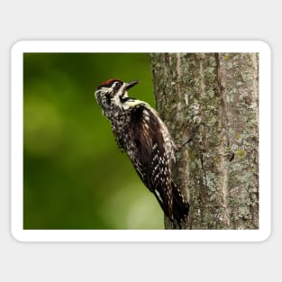 Yellow-bellied Sapsucker Sticker